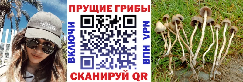 Псилоцибиновые грибы Psilocybe  Купить  Новочеркасск 